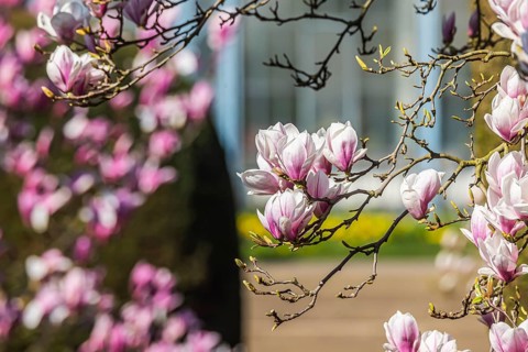 Magnolia blossom in the Moorish Garden at Wilhelma. Magnolias (Magnolia) are in bloom in the