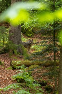 A wolf stands in a peaceful, green forest amongst tall trees and dense foliage, a wolf (Canis lupus