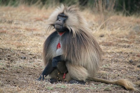 Africa, Ethiopia, Jelada, monkey, baboon, Theropithecus gelada, blood-breasted baboon, Ethiopia
