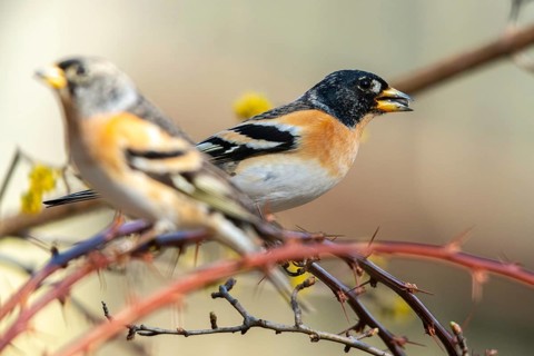 Mountain finch, brambling, fringilla montifringilla, birds, passeri, songbirds, birds, y12