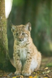 Eurasian lynx (Lynx lynx) youngsters (cub) sitting in a forest, Bavaria, Germany