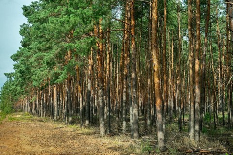 2023, Baltic pine, Brandenburg, Germany, forche, common pine, pine plants, nabu, Nabu project,
