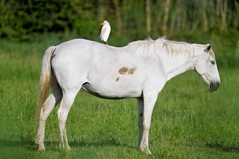 Camargue horse (Equus caballus), mare with a cattle egret (Bubulcus ibis) on her back,