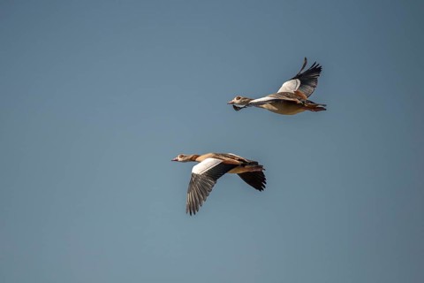Alopoch Aegyptiacus, Egyptian Goose, Nile Goose, Anatidae, Birds, Duckbirds, Flying, Flight, Goose,