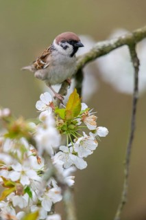 Tree Sparrow, Passer Montanus, Sparrow, Birds, Spring, High Size, Portrait, Meadow Orchard,