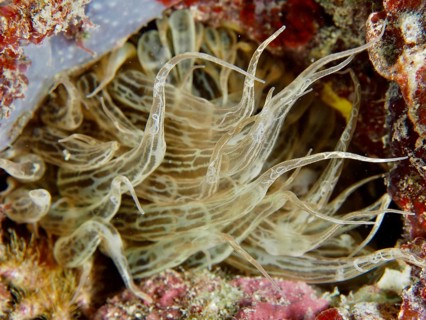 Transparent sea anemones with long tentacles, Aiptasia mutabilis, move gently amongst the reef,