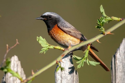 Garden redtail, Phoenicurus phoenicurus, redstart, birds, garden fence, garden birds, garden fence,