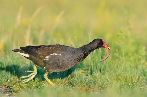 A moorhen (Gallinula chloropus) walks across a meadow with an earthworm in its beak, North