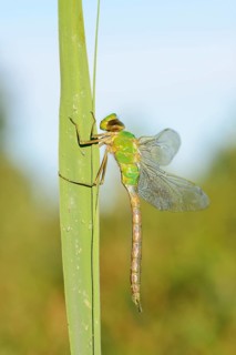 Emperor dragonfly (Anax imperator), newly hatched male, North Rhine-Westphalia, Germany