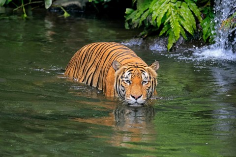 Malaysia tiger (Panthera tigris jacksoni), adult, in water, alert, Malaysia, Southeast Asia