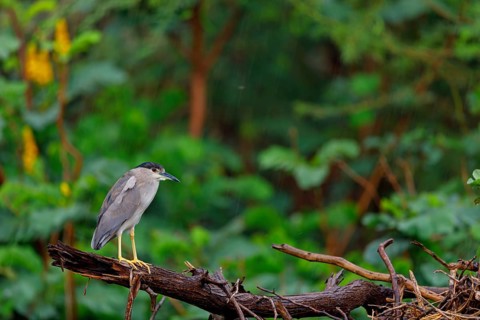 Black-crowned black crowned night heron (Nycticorax nycticorax), Bihoreau gris, HÈron bihoreau,