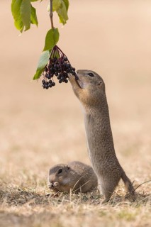 One European ground squirrel (Spermophilus citellus) or European souslik standing erected in dry