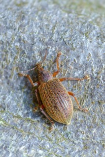 Coppery broad-nosed weevil, coppery weevil, polydrusus mollis, beetle, coleoptera, insects, beetles