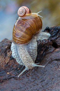 Burgundy snail, banded snails, cepaea, cepaea nemoralis, grove snail, hornworm snail, helicidae,