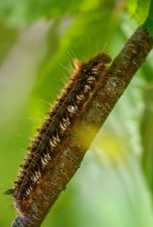 Euthrix potatoria, hen, grass hen, lasiocampidae, drinker, mealyworm, drinker, high size, portrait,