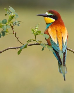 European Bee-eater (Merops apiaster), Castile, Spain