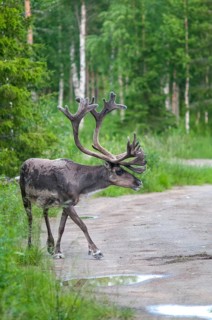 Artiodactyla, even-toed ungulate, Finland, cloven-hoofed, rangifer tarandus, reindeer, reindeer,