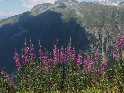 Alpine meadow with purple flowers, blooming sally (Epilobium angustifolium), in the foreground in