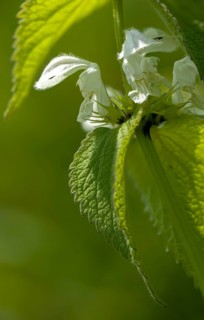 Lamiaceae, Lamium album, mint, white deaf nettle, flora, high size, portrait, plants, deaf nettle,