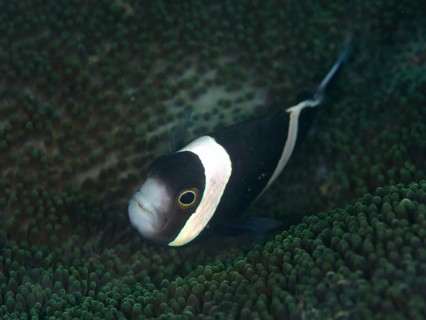 A black-and-white clownfish, the saddle-spotted anemonefish (Amphiprion polymnus), swims above its