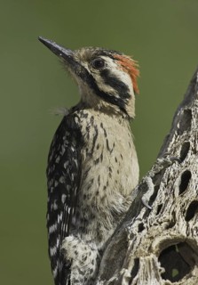 Ladder-backed Woodpecker (Dryobates scalaris), Arizona, USA