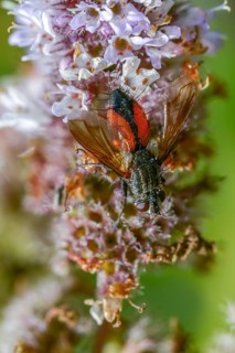 Eriothrix spec., caterpillar fly spec.1, Diptera, high size, portrait format, insects, two-winged
