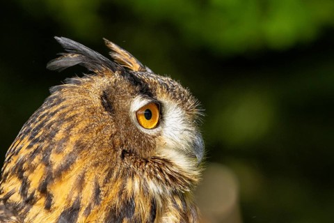 Side view of an owl with yellow eyes against a green backdrop, eagle owl (Bubo bubo), adult, animal