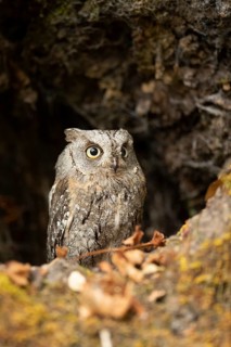 Eurasian Scops Owl (Otus scops) captive, juvenile, Germany
