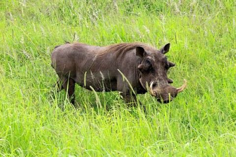 Warthog (Phacochoerus africanus), adult, male, foraging, alert, Kruger National Park, South Africa