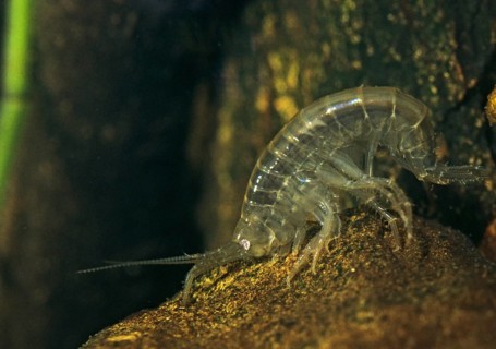 River flea crab, Gammarus spec., crabs, crabs, Leo