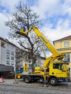 Tree work, Königinstrasse, Munich, Bavaria, Germany