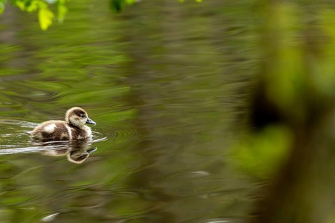 A duckling swims peacefully in a green pond, surrounded by spring leaves, Mallard (Anas