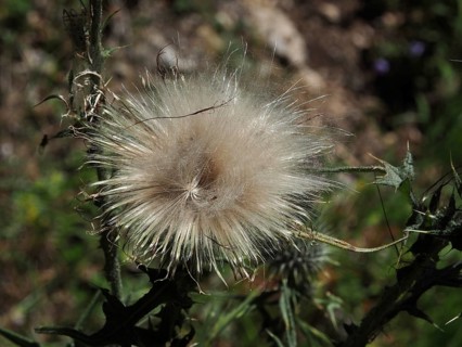Close-up of a fluffy golden thistle (Carlina vulgaris), Hüttchopf, Tösstal, Canton of Zurich,