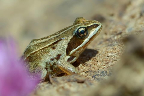 Dunk heap, cow dung, cow patties, moor frog, moor frog, rana arvalis, amphibians, amphibians, dung,