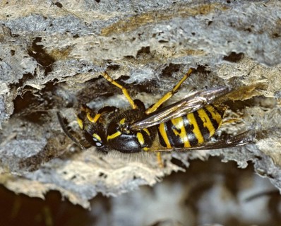 Dolichovespula saxonica, hymenoptera, Saxon wasp, Saxon wasp, vespidae, wrinkled wasps, insects,