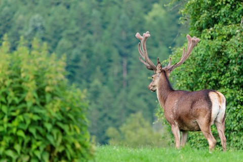 A red deer stag (Cervus elaphus) with its velvet antlers stands in a green meadow in hilly terrain.