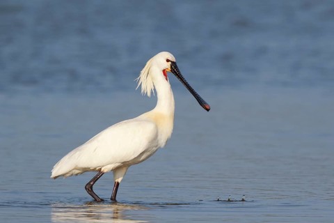 Eurasian Spoonbill (Platalea leucorodia) foraging in shallow water, Netherlands