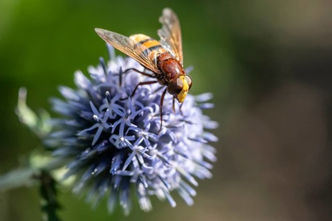 Hornet hoverfly (Volucella zonaria) on globe thistle (Echinops ritro), Emsland, Lower Saxony,