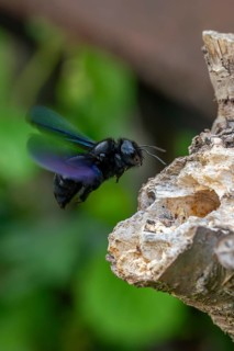 Apidae, bees, blue wood bee, large wood bee, hymenoptera, violet-winged wood bee, xylocopa