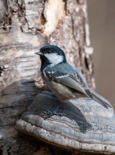 Coal tit, parus ater, periparus ater, pine tit, birds, high size, portrait format, tits, passeri,