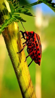 A red-and-black-patterned striped bug (Graphosoma italicum) is climbing along a green plant stem,