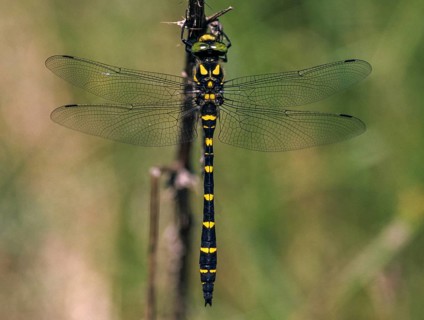 Cordulegaster bidentata, striped spring maiden, sombre golden ring, anisoptera, damselflies,