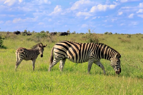 Burchell's zebra (Equus quagga burchelli), Burchell's zebra, adult, female, young, mother, feeding,