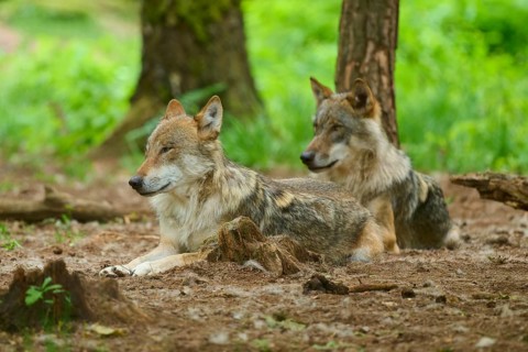 Two wolves are lying relaxed on the ground in the green forest, summer, wolf (Canis lupus), Germany