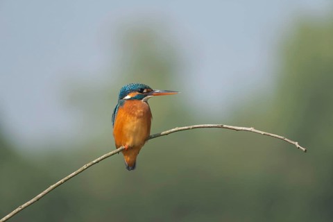 Vibrant Common Kingfisher (Alcedo atthis) perched on a thin branch, Sreepur, Gazipur, Bangladesh