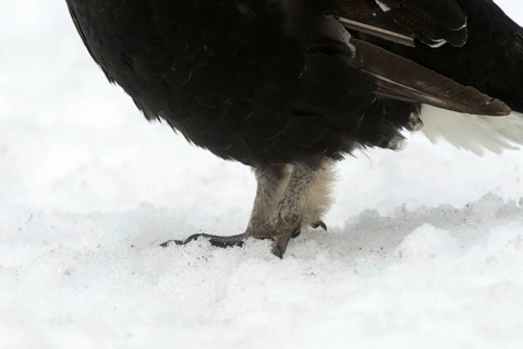 Black grouse, blackcock, Eurasian black grouse, pheasant species, Lyrurus tetrix, northern black