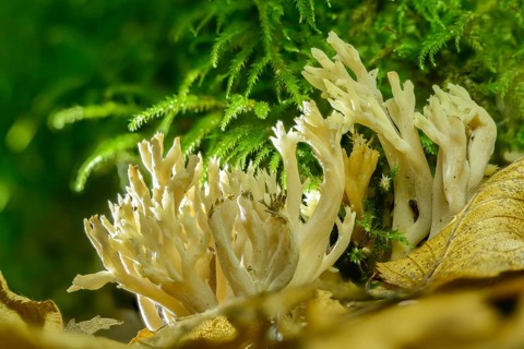 Clavulina coralloides, Clavulina cristata, antler-shaped coral, comb-shaped coral, comb-shaped club