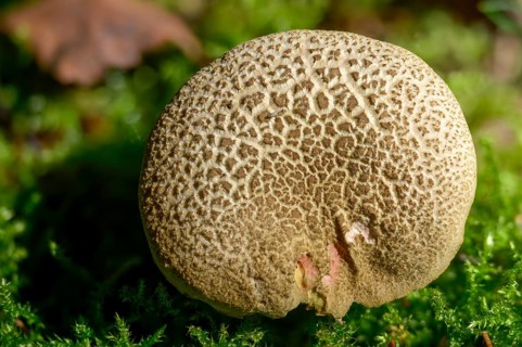 Boletus subtomentosus, felted bolete, xerocomus subtomentosus, boring brown bolete, brown and