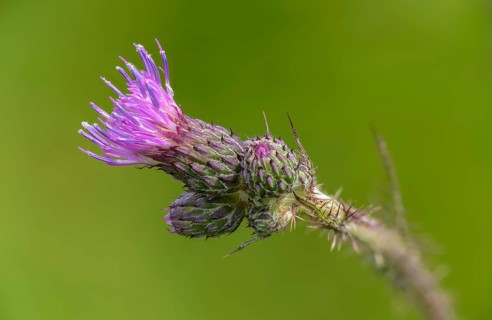 Asteraceae, Cirsium palustre, European Swamp thistle, daisy, swamp thistle, thistle, flora, marsh