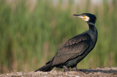 Black shag, cormorant, phalacrocorax carbo, birds, pelecaniforms, ropedes, birds, waterbirds,